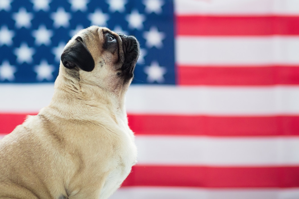 Voyager avec un chien aux États-Unis : quelles formalités ?