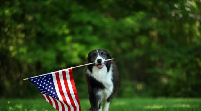 Voyager avec un chien aux États-Unis : quelles formalités ?