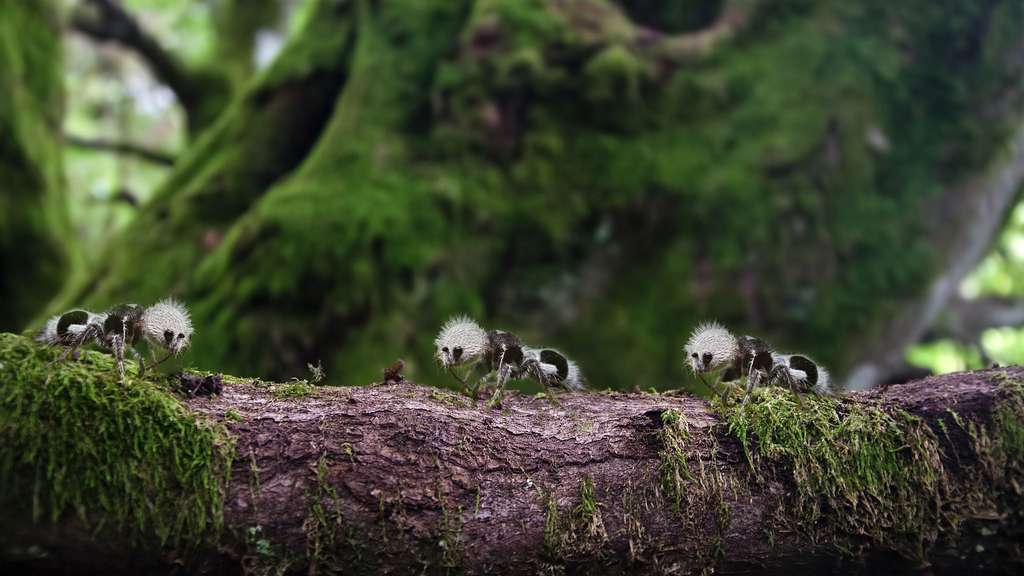 fourmis-panda