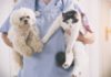 vétérinaire qui prend soin d'un chat et d'un chien