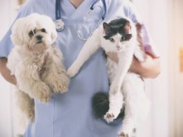 vétérinaire qui prend soin d'un chat et d'un chien