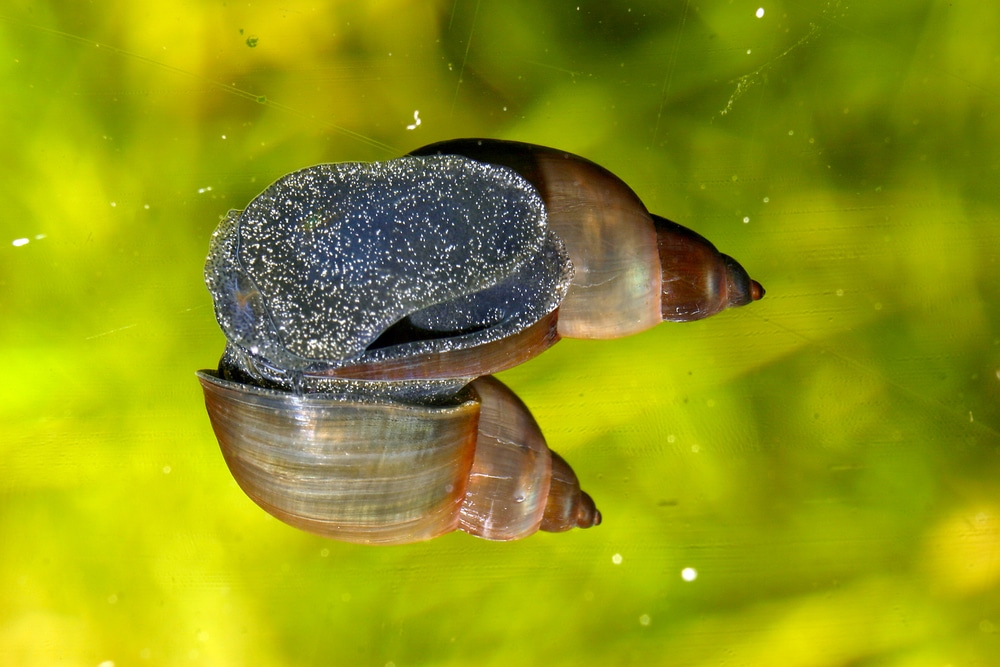 Escargots d’aquarium