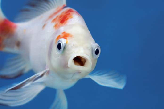 15 idées originales et mignonnes pour un prénom de poisson 