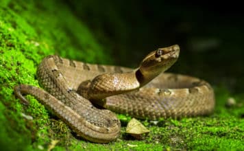 Est-ce qu’il y a des serpents dangereux en France  
