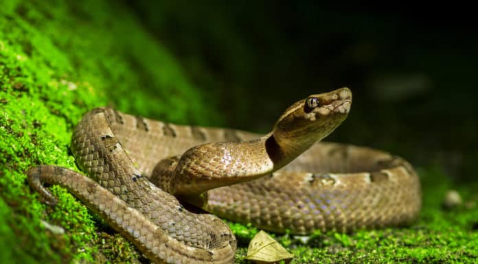 Est-ce qu’il y a des serpents dangereux en France  