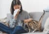 Allergie au chat causes, solutions, traitement