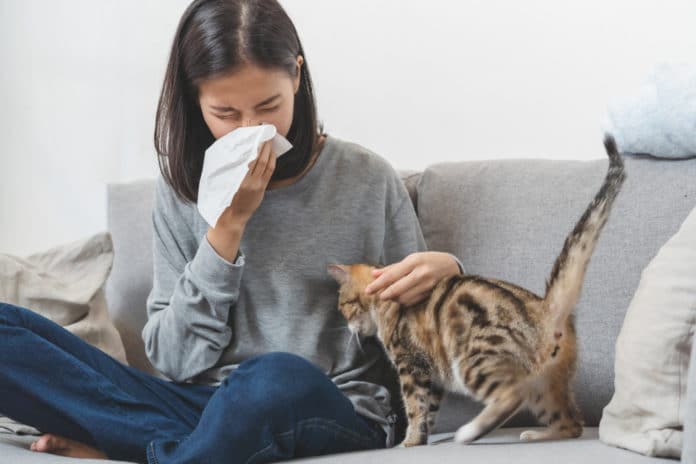 Allergie au chat causes, solutions, traitement