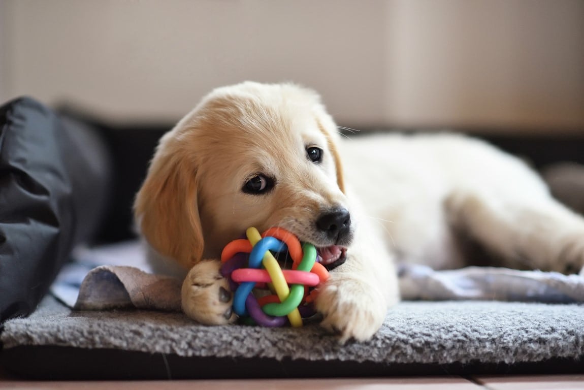 chien qui mordille son jouet