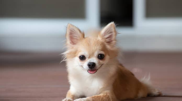 Chihuahua alimentation, caractère, durée de vie …