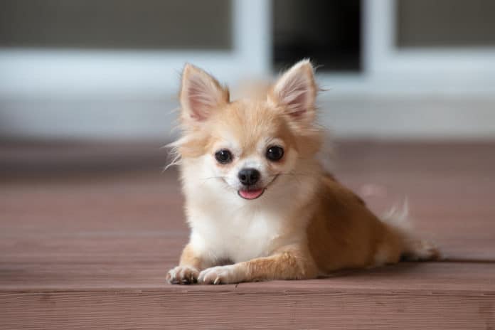 Chihuahua alimentation, caractère, durée de vie …