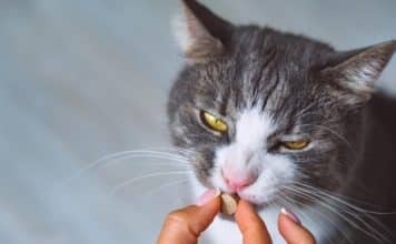 Comment donner un médicament à un chat  