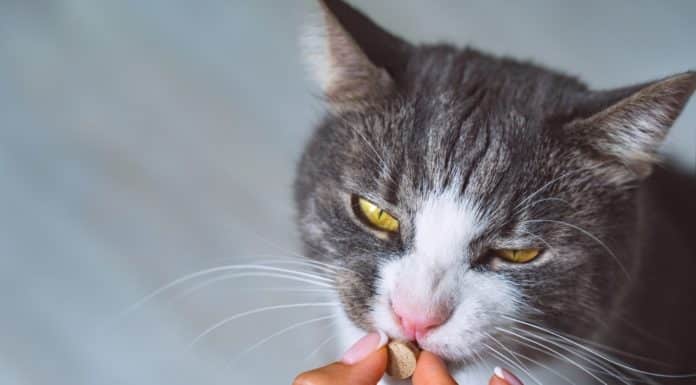 Comment donner un médicament à un chat  