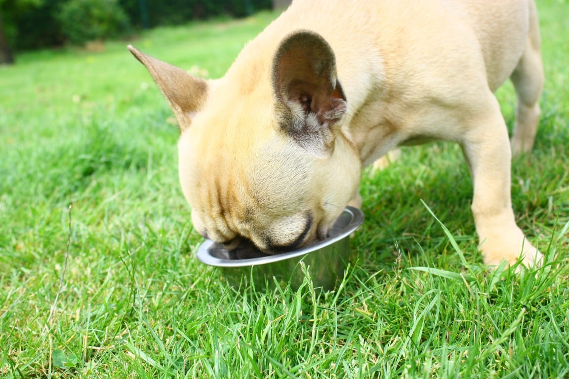 chien qui mange ses croquettes dans l'herbe