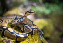 7 races de serpents domestiques