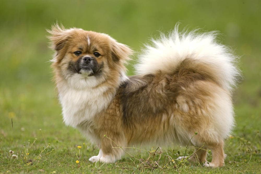 L’Épagneul tibétain chien miniature