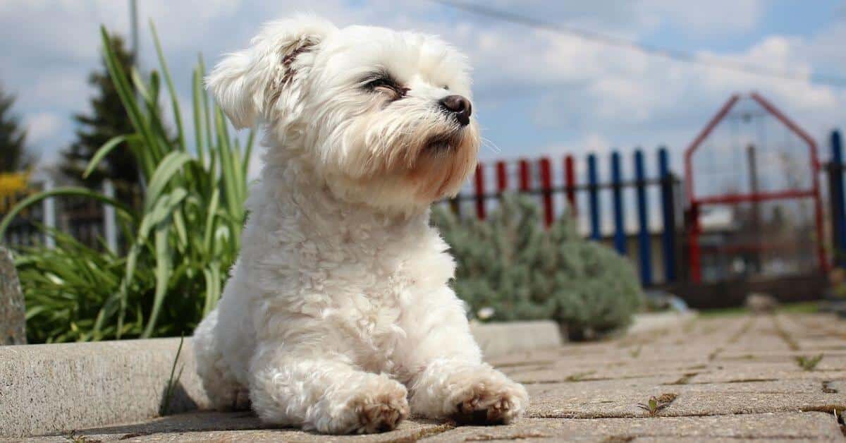 Le Bichon maltais chien miniature