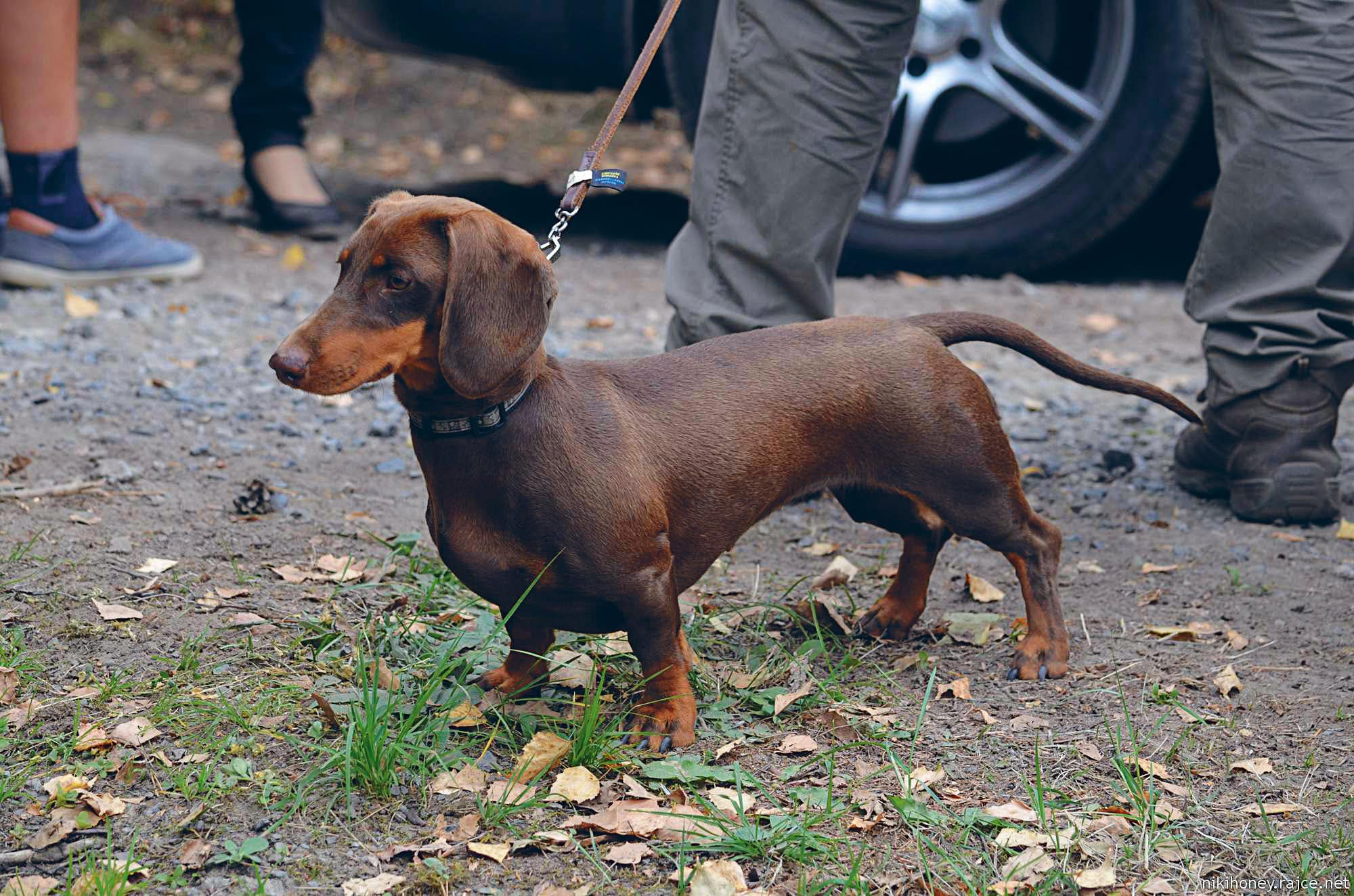 Le Teckel chien miniature
