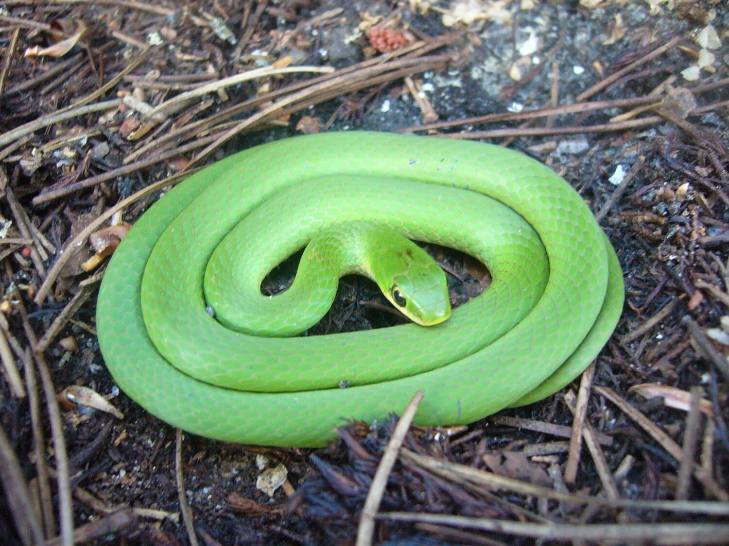 couleuvre verte serpent domestique