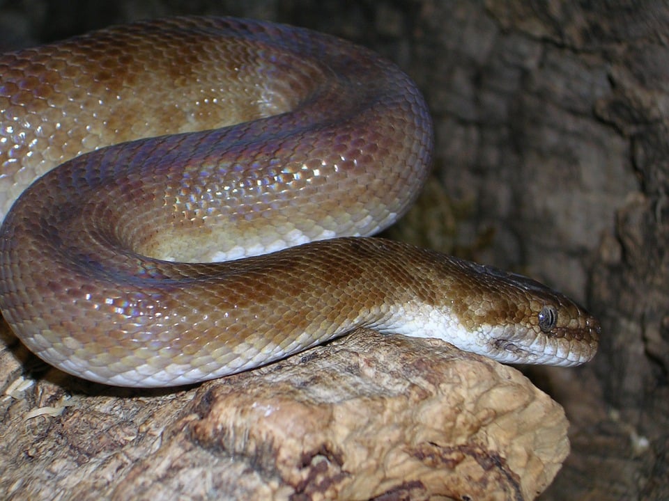 python de children serpent domestique