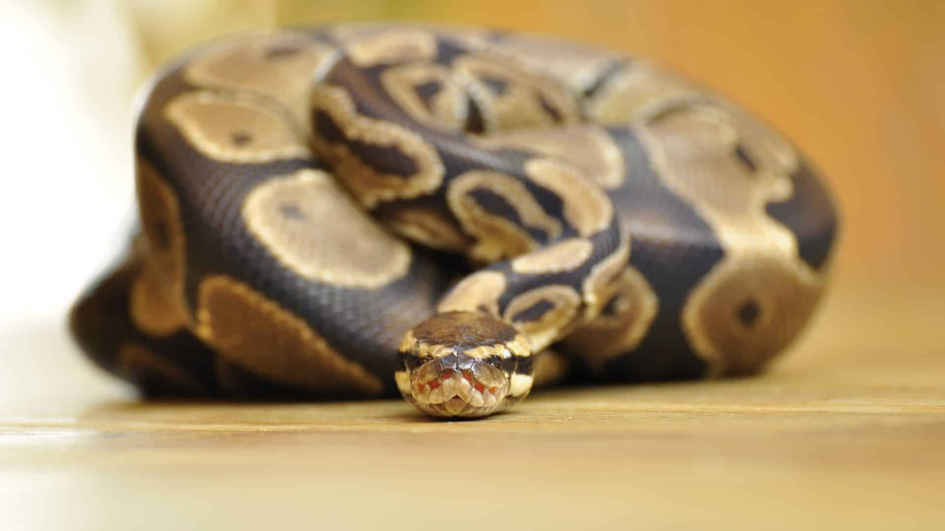 python royale serpent domestique