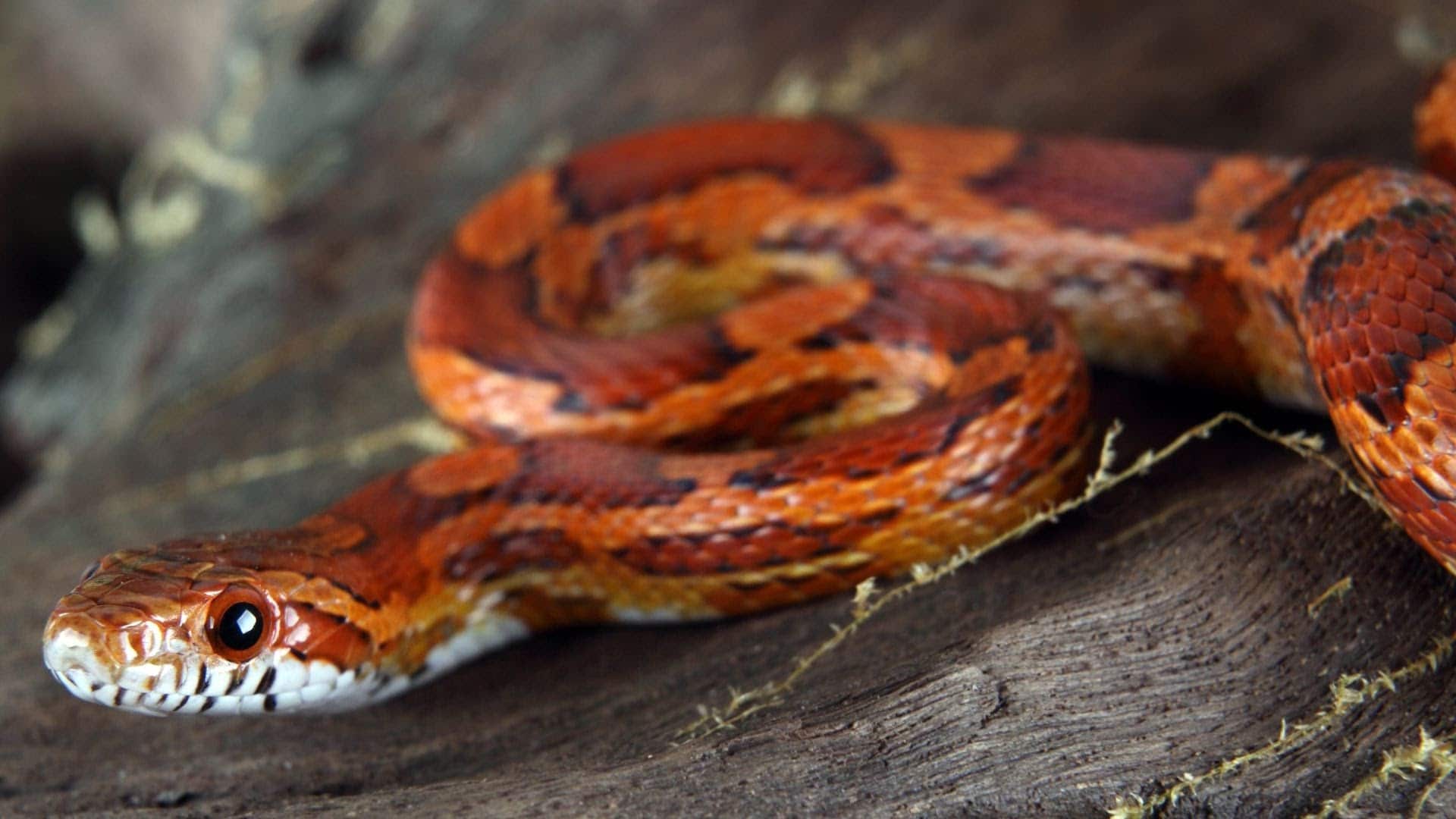 serpent domestique serpent des blés