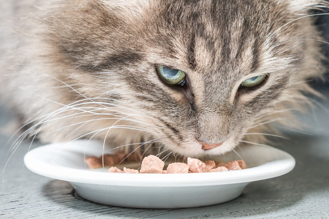 alimentation chat saine