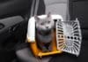 chat voyage voiture caisse transport et affaires à prévoir