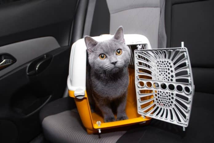 chat voyage voiture caisse transport et affaires à prévoir