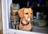 chat et chien à la fenêtre