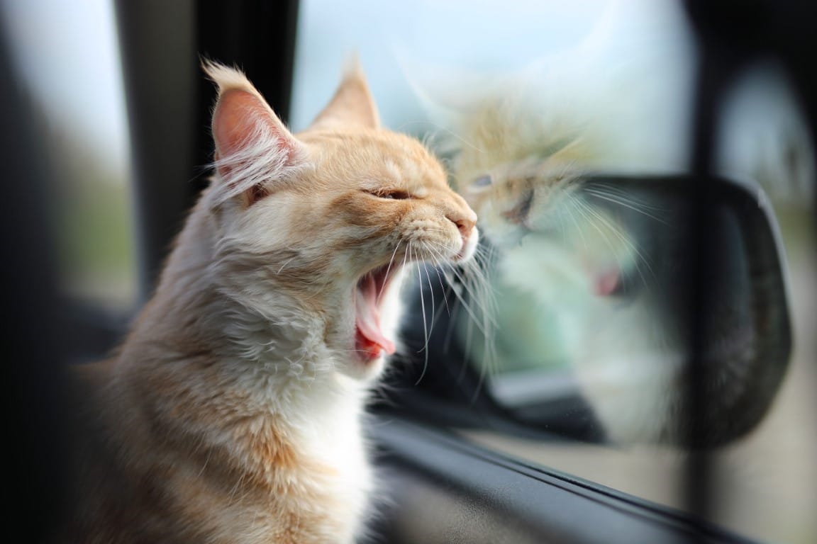 chat qui baille détendu en voiture
