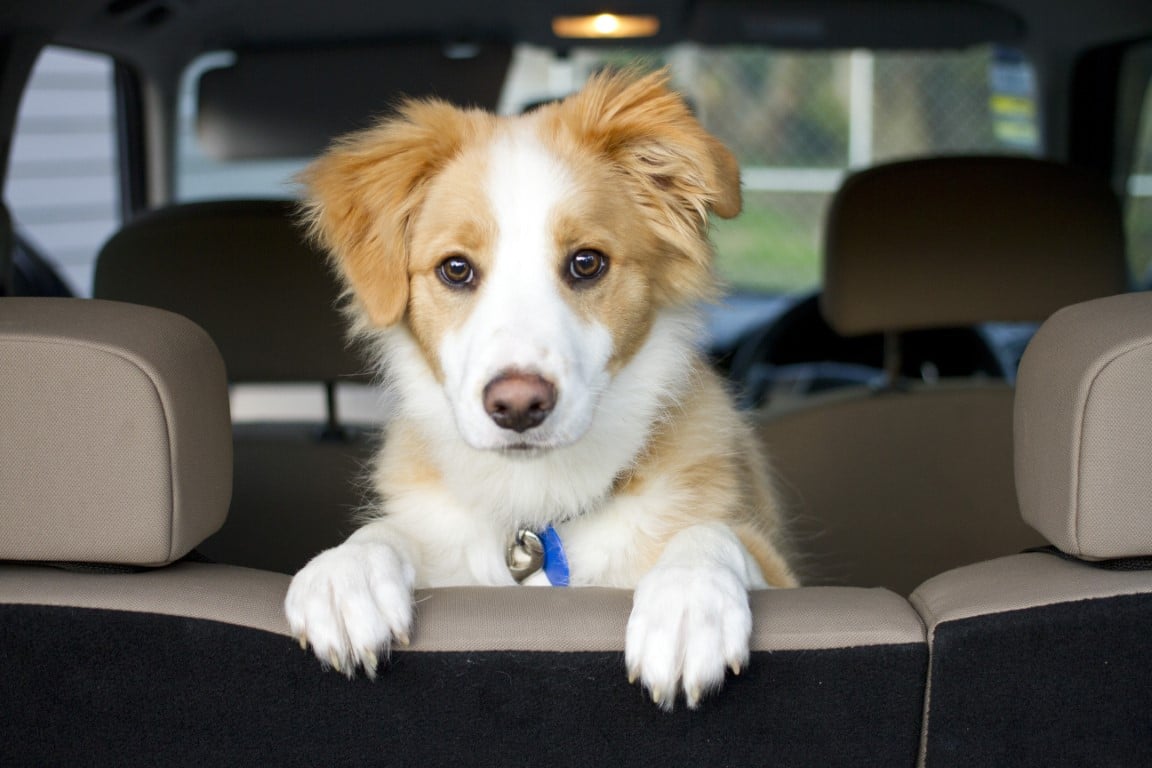 chien sur le siège arrière d'une voiture