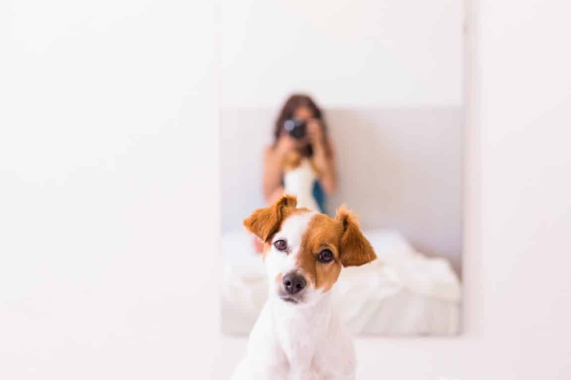 comment prendre son chien en photo