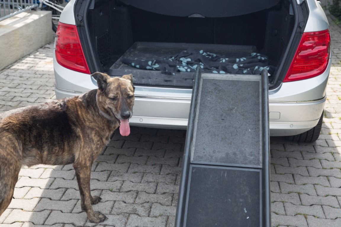 rampe d'accès à la voiture pour chien
