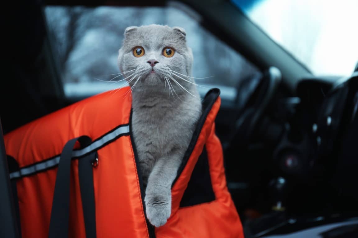 sac transport voiture chat