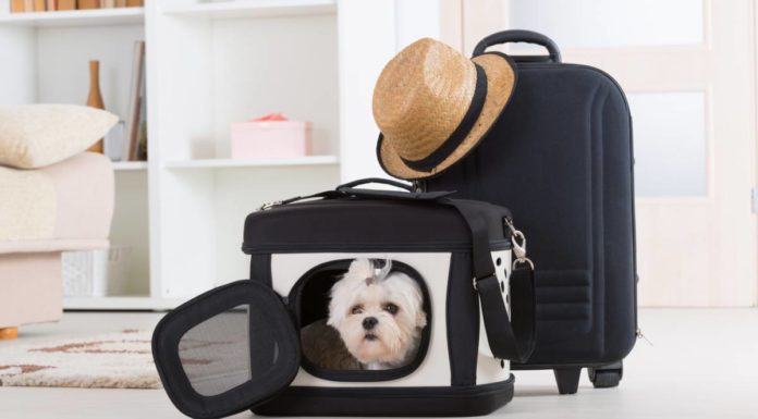 sac de transport pour un chien