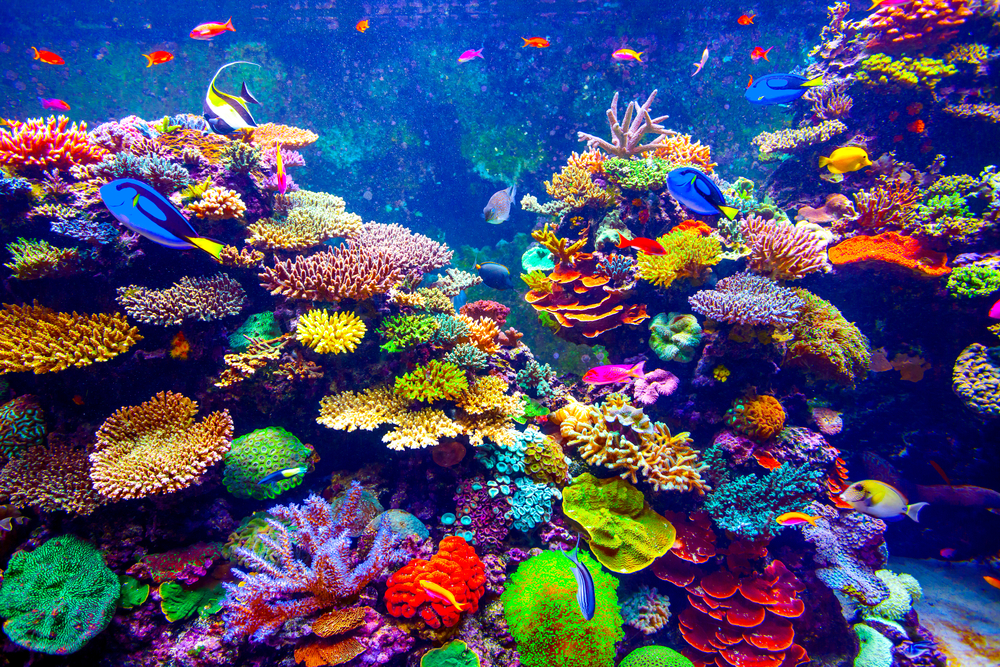 aquarium eau de mer