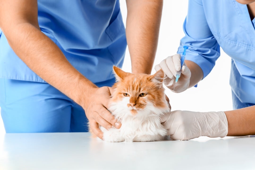 veterinaire chat frais annuel