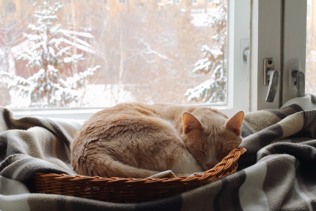 chat dort neige maison panier couverture