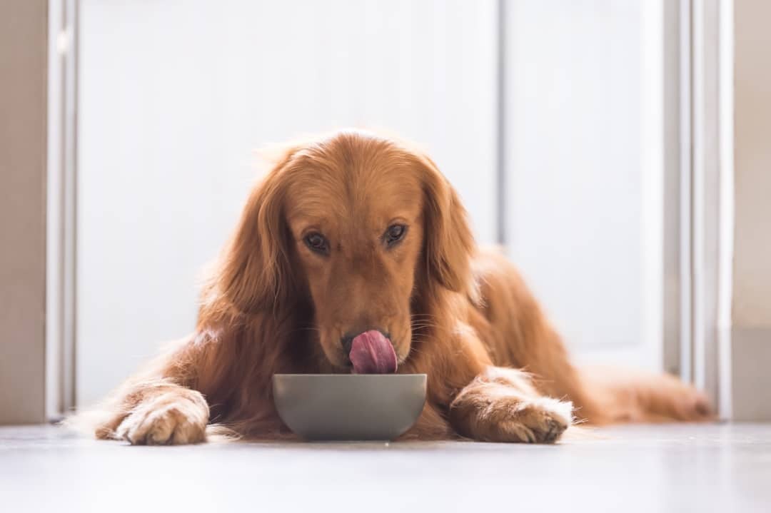 chien mange sainement