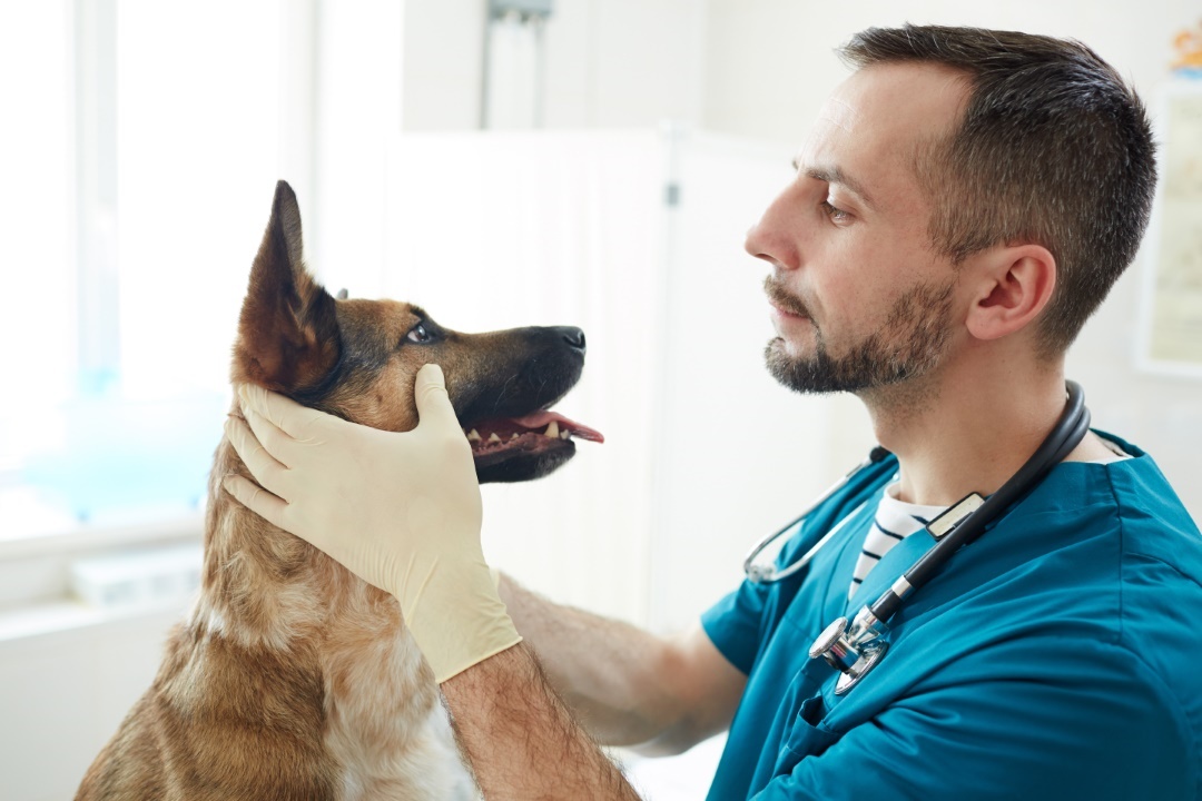 veterinaire chien oscultation