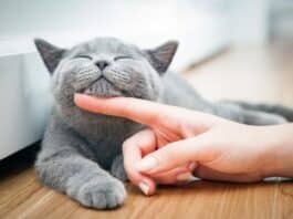 calmer chat avant vétérinaire