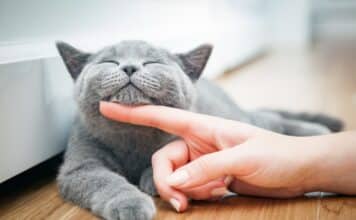 calmer chat avant vétérinaire