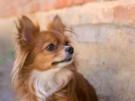 Chihuahua poil long caractère, éducation, santé