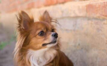 Chihuahua poil long caractère, éducation, santé