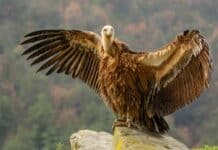 vautour fauve france Alpes