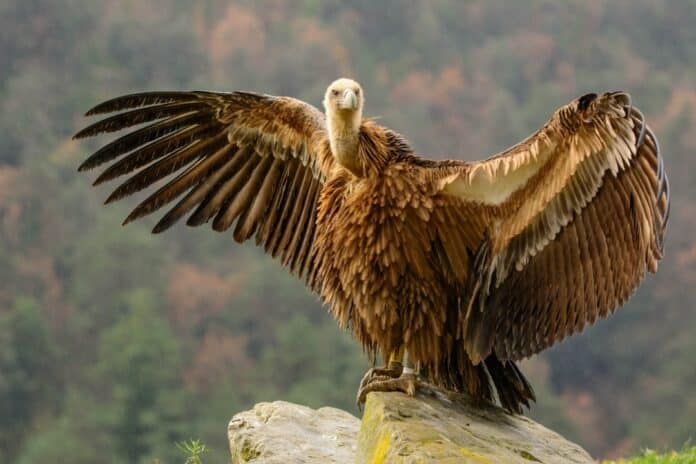 vautour fauve france Alpes