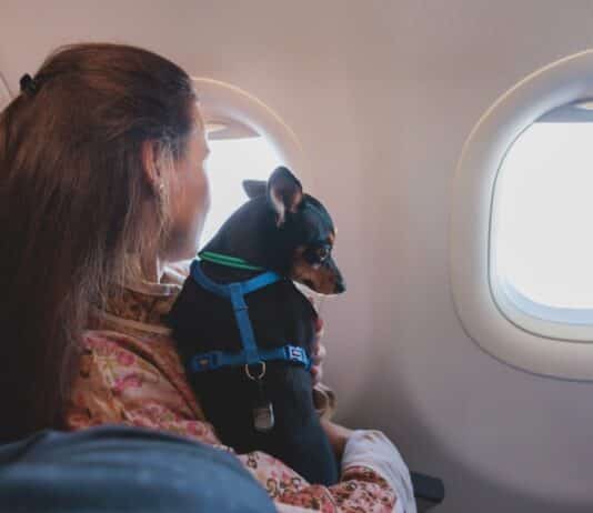 chien voyage avion