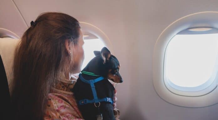 chien voyage avion