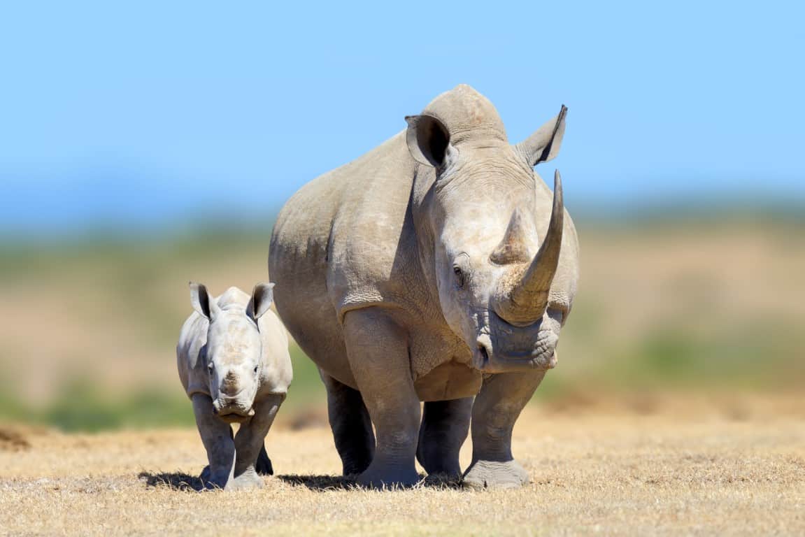 rhinocéros blanc
