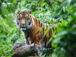 Animaux de la jungle TOP 12 des animaux les plus remarquables